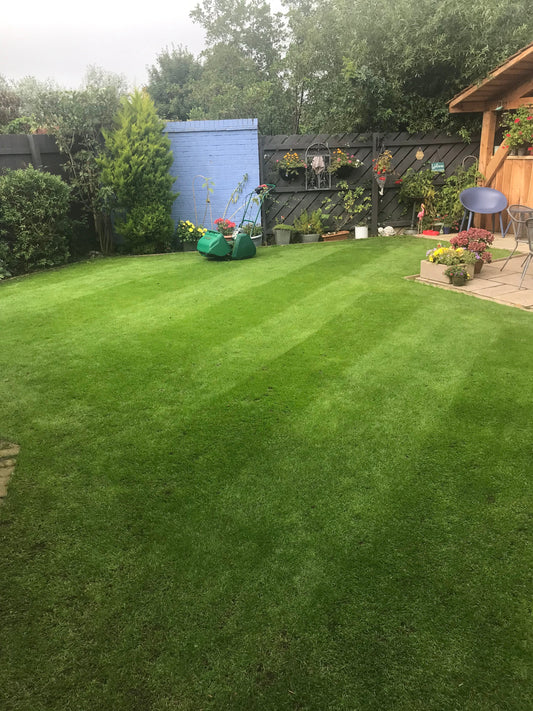 LAWN RENOVATION PROJECT- Lee Kelly- Project Cleanslate
