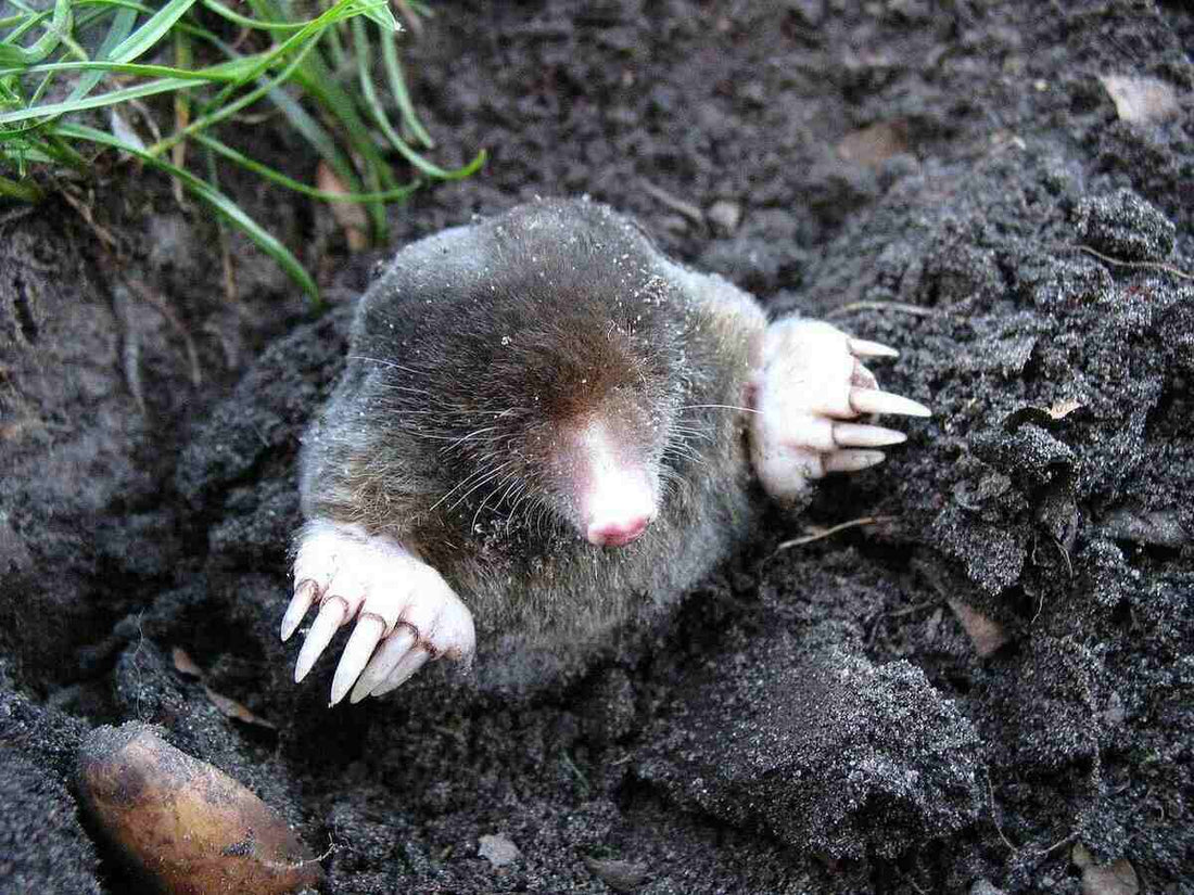 Dealing With Moles In Your Lawn