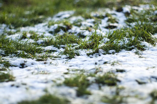 Winter lawn - Snow and your lawn 