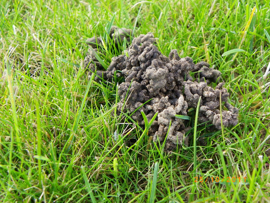 Dealing with Worm Casts on Your Lawn